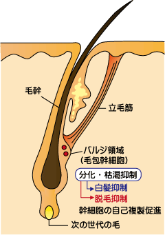 毛根